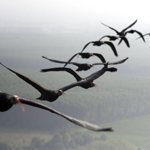 Waldrappe, eine bedrohte Vogelart. (Foto: Pressestelle, Waldrappteam Conservation & Research)