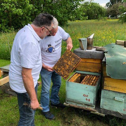 Josef Birk und Gerhard Kottek schauen aus Bienenwabe, die aus einem Bienenstock gezogen wurde (Foto: SWR, Moritz Kluthe)