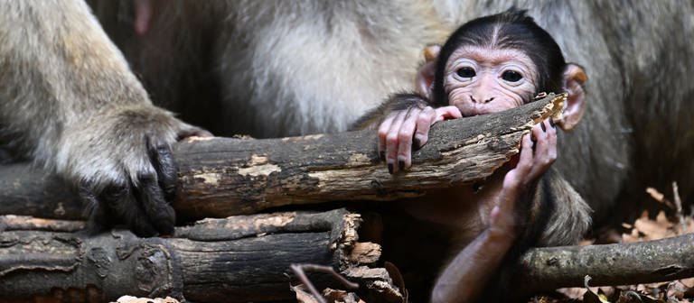 Die ersten Affenbabys am Affenberg Salem sind geboren worden (Foto: dpa Bildfunk, Felix Kästle)