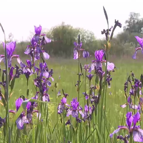 Irisblüte im Naturschutzgebiet Eriskircher Ried (Foto: SWR)