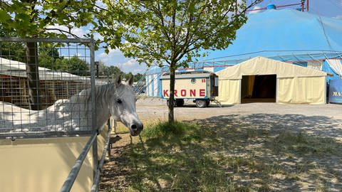Pferd schaut aus seinem Stall in der Nähe des Zirkuszeltes (Foto: SWR, Moritz Kluthe)