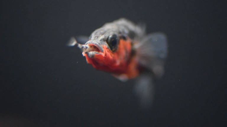 Der Stichling hat eine kleine Fischlarve im Maul. Eine neue Studie stuft ihn als Raubfisch ein. (Foto: Fischereiforschungstelle Langenargen (FFL))