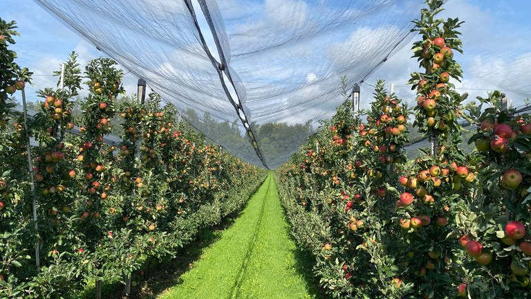 Apfelbäume mit Hagel-Schutznetz auf der Plantage des Obsthofes Gierer in Langenargen-Oberdorf (Foto: SWR)