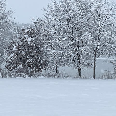 Bäume und Wiesen sind verschneit, dahiner liegt ein Weiher. In der Region Allgäu-Oberschwaben hat es starke Schneefälle gegeben. (Foto: SWR)