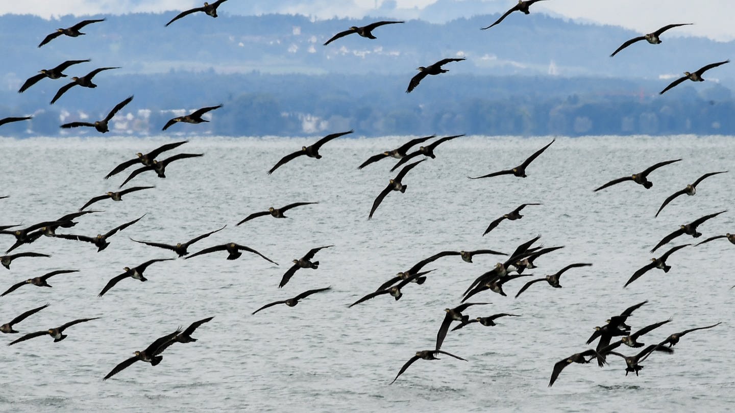 Ein Kormoran-Schwarm fliegt über den Bodensee (Foto: picture-alliance / Reportdienste, Felix Kästle)