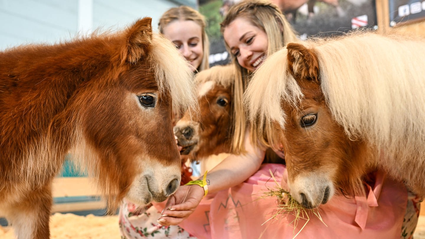 Ponys mit zwei Mädchen auf der Messe Pferd Bodensee in Friedrichshafen (Foto: Pferd Bodensee, Messe Friedrichshafen)