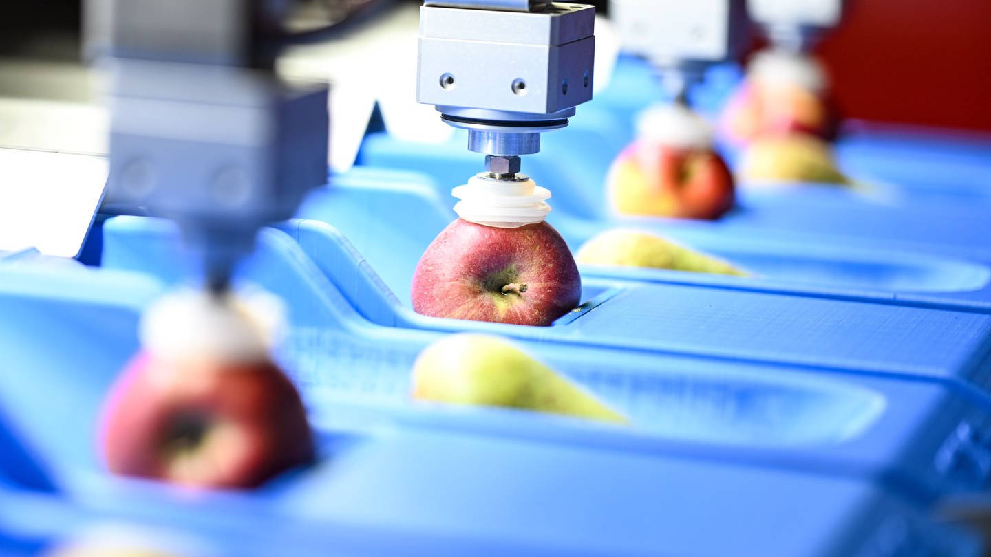 Äpfel liegen auf der Fruchtwelt in einer Sortiermaschine (Foto: Pressestelle, Pressestelle Fruchtwelt)