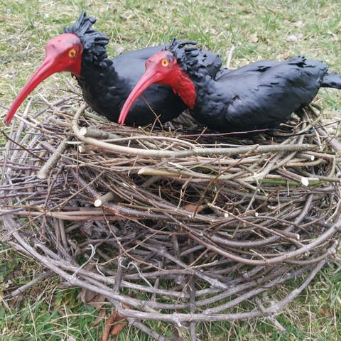 Zwei Waldrapp-Attrappen sitzen in einem Nest. Es sind Plastikvögel aus dem 3D-Drucker (Foto: Pressestelle, Waldrapp-Team)