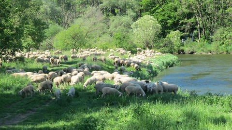 Hunderte Schafe auf einer Wiese neben der Donau (Foto: Pressestelle, Regierungspräsidium Tübingen/Sven Jeßberger)