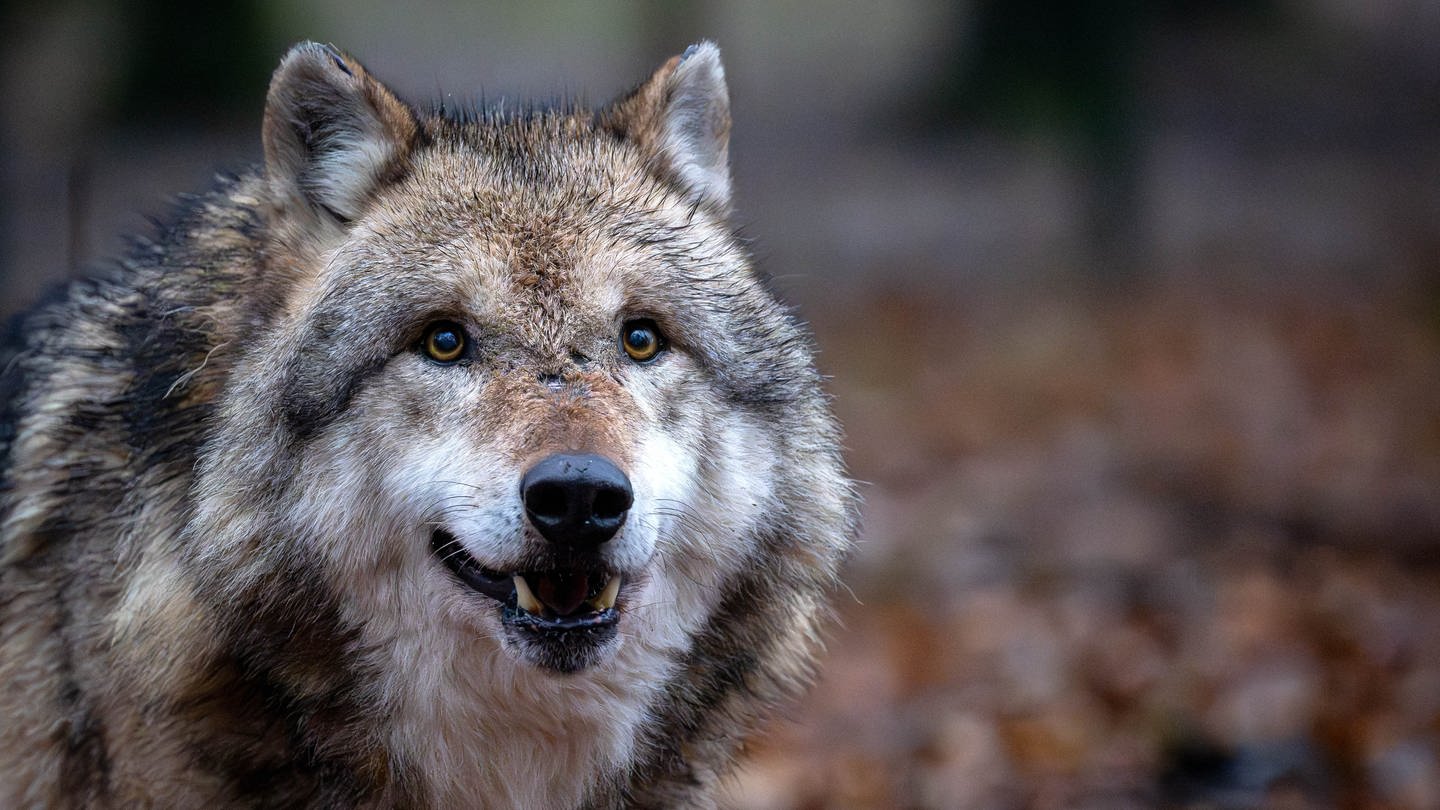 Porträtaufnahme eines Wolfs (Foto: dpa Bildfunk, picture alliance/dpa | Sina Schuldt (Symbolbild))