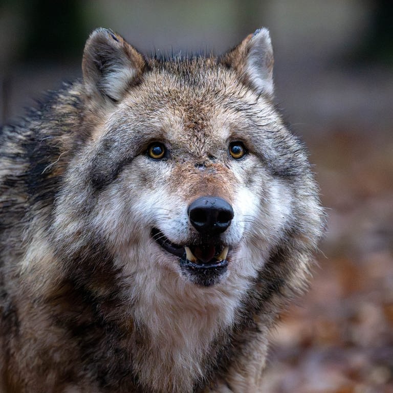 Porträtaufnahme eines Wolfs