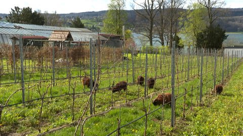 Tierische Helfer: Julian Moser lässt sich von Bretonischen Zwergschafen im Weinberg helfen (Foto: SWR, Martina Meisenberg)