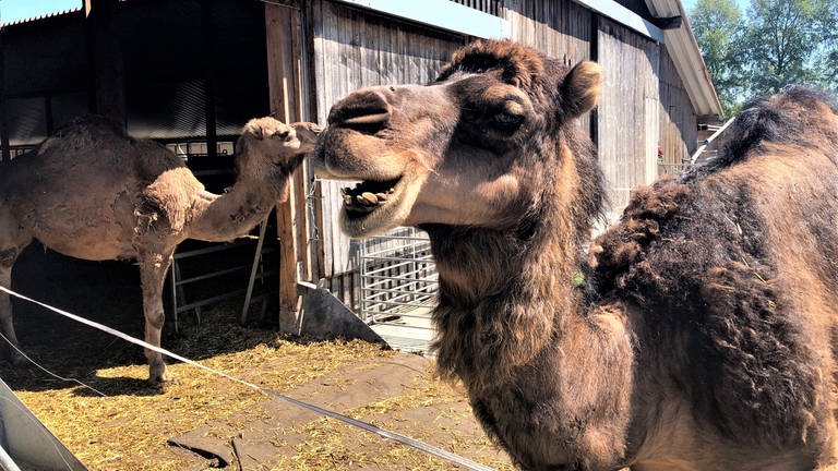 Kamele - Dromedare vor ihrem Stall in Bad Schussenried (Foto: SWR, Heiner Vaut)