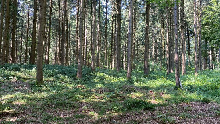 Wald bei Waldburg in Oberschwaben (Foto: SWR, Marion Kynaß)