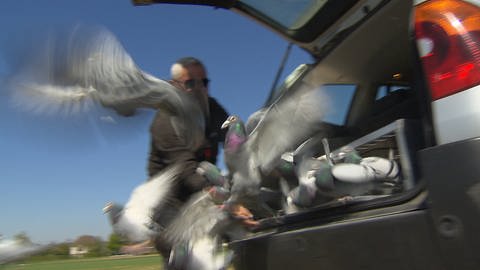 Tauben fliegen aus einer Transportbox heraus (Foto: SWR, SWR)