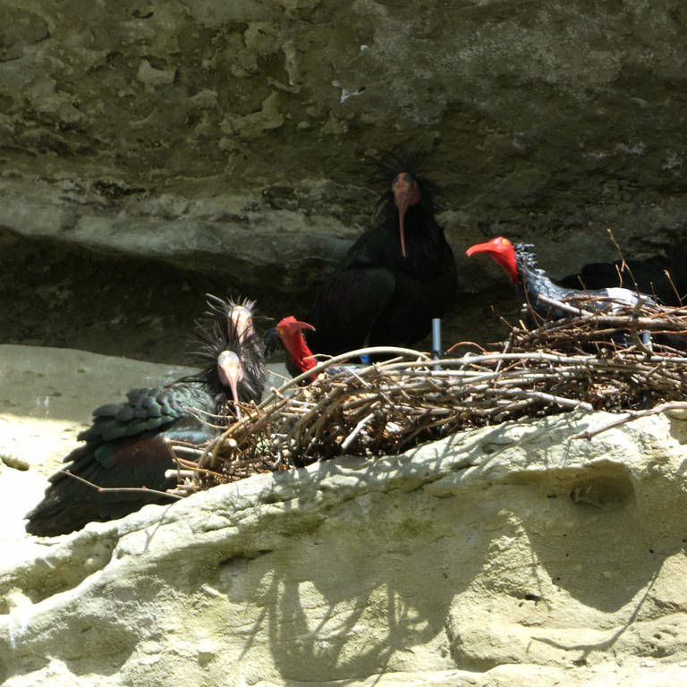 Drei Waldrappe sitzen in einer Felsnische um ein Nest in dem zwei Waldrapp-Attrappen aus Plastik sitzen.