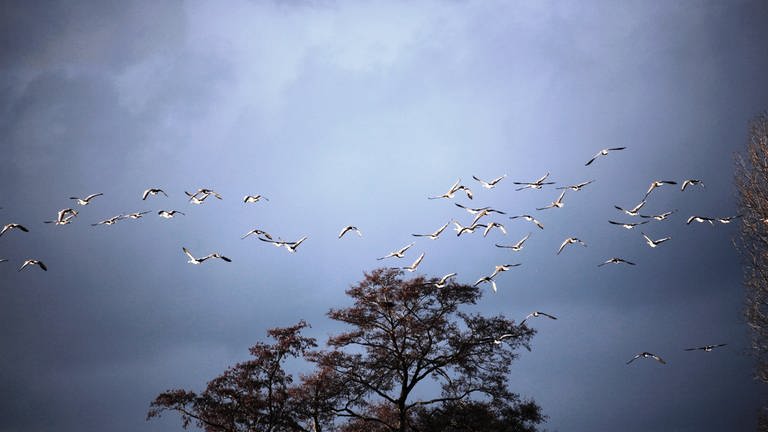 Gänse fliegen im Scharen über den Bodensee (Foto: SWR, Annette Schreiber)