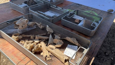 Archäologen graben alte Siedluingesreste bei Beuren aus (Foto: SWR, Marlene Fuchs)