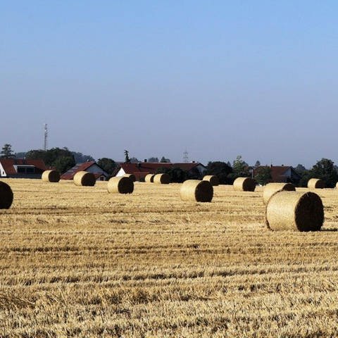 Getreide-Ernte im Landkreis Biberach (Foto: SWR, Johannes Riedel)