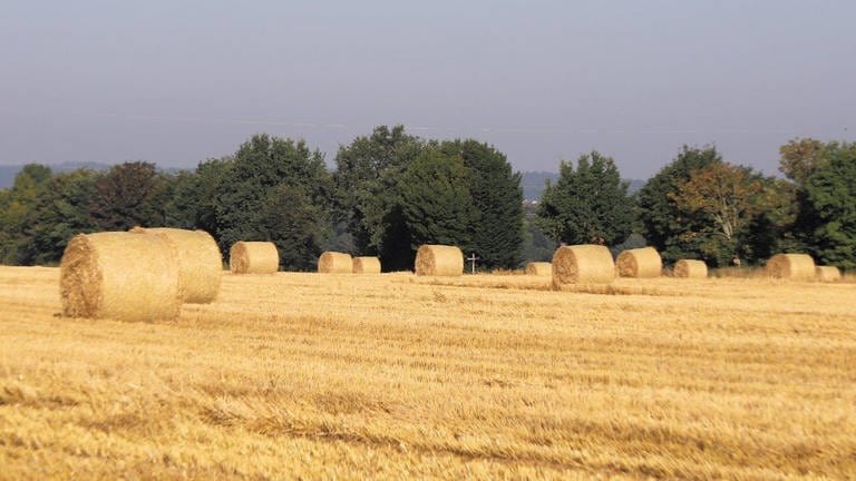 Getreide-Ernte im Landkreis Biberach (Foto: SWR, Johannes Riedel)