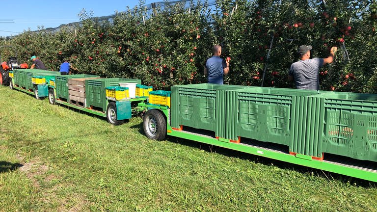 Am Bodensee hat die Apfelernte begonnen. (Foto: SWR, Friederike Fiehler)