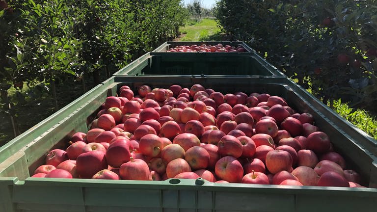 Am Bodensee hat die Apfelernte begonnen. (Foto: SWR, Friederike Fiehler)