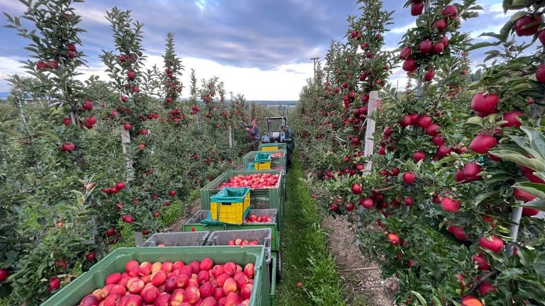 Apfelernte in Kressbronn (Foto: SWR, Alfred Knödler)