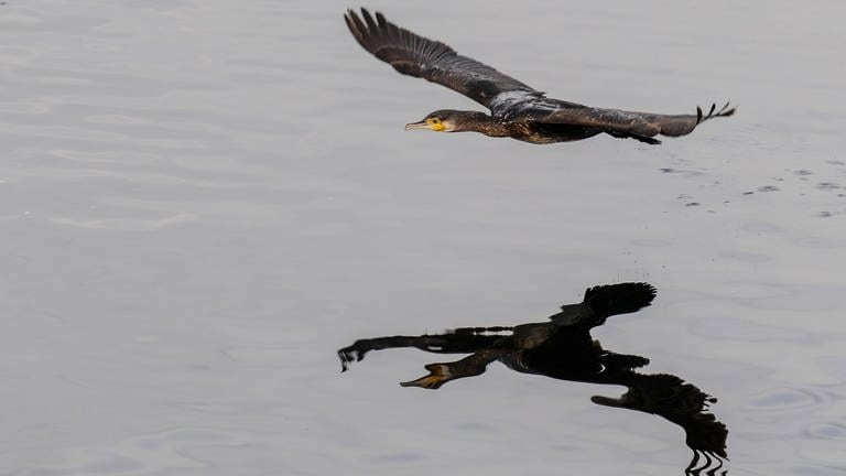 Ein Kormoran fliegt über den Bodensee (Foto: dpa Bildfunk, Picture Alliance/dpa/Felix Kästle)
