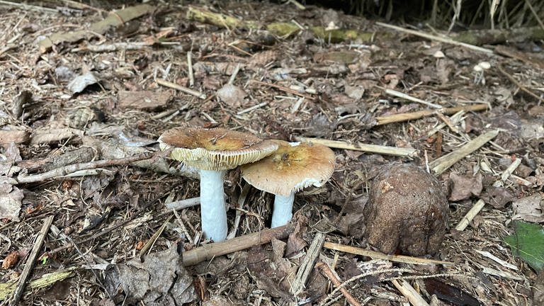 Pilze im Wald bei Treherz im Allgäu
