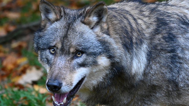 Ein Wolf (Foto: dpa Bildfunk, picture alliance/dpa/Swen Pförtner (Symbolbild))