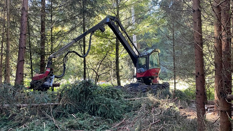 Große Maschinen sind bei der Holzernte im Wald im Einsatz. (Foto: SWR, Wolfgang Wanner)