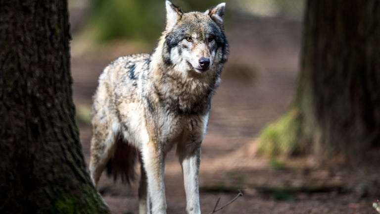 Ein Wolf steht im Wald. (Symbolbild) (Foto: dpa Bildfunk, picture alliance/dpa/Alexander Heinl (Symbolbild))