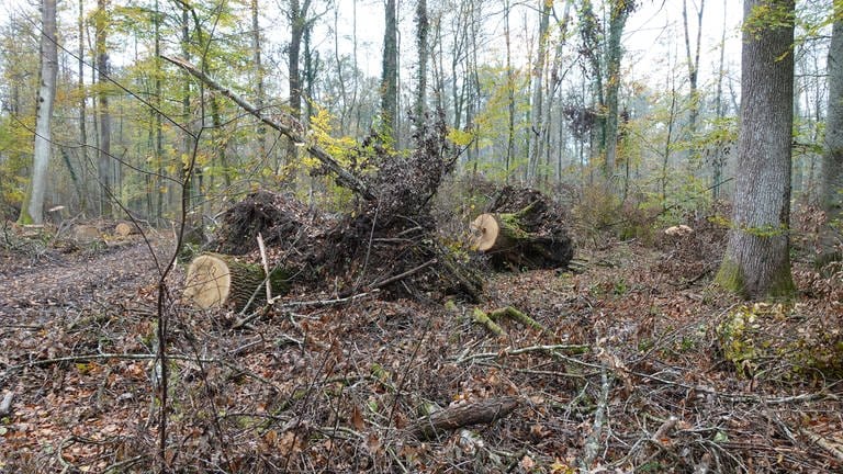 Große Bäume liegen zersägt im Schenkenwald. Sie wurden bei einem schweren Sturm umgeworfen (Foto: Pressestelle, Forst BW)