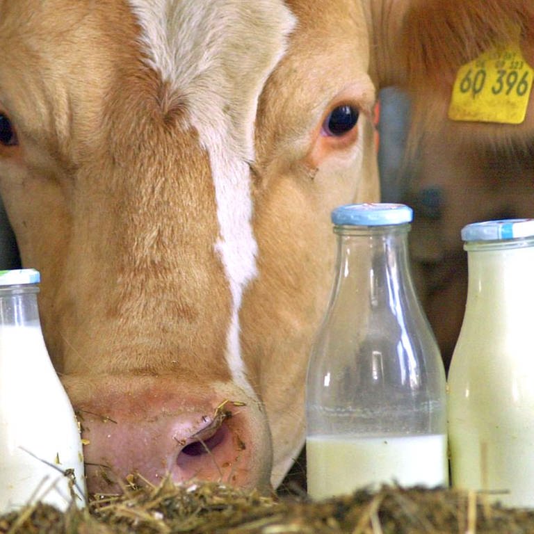 Eine Kuh steht hinter gefüllten Milchflaschen.  (Foto: dpa Bildfunk, picture alliance/dpa (Symbolbild))