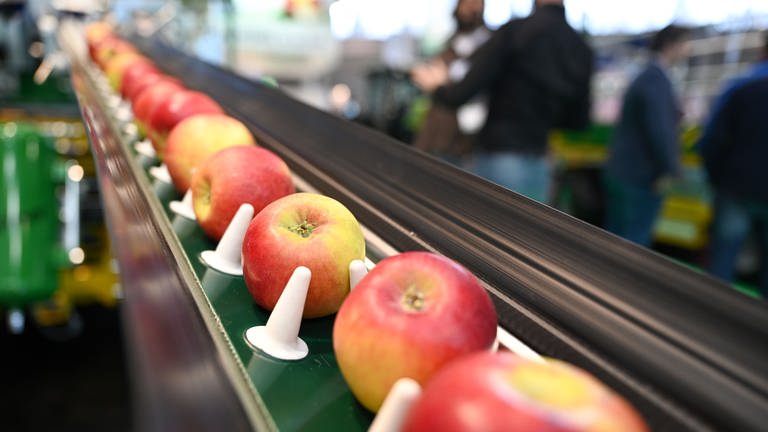 Äpfel fahren auf einem Förderband auf der Messe Fruchtwelt Bodensee. (Foto: Pressestelle, Messe Friedrichshafen)