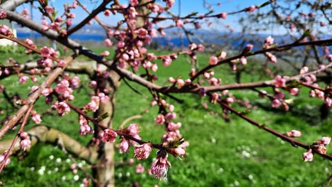 Blühende Obstbäume in Konstanz-Litzelstetten