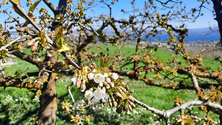 Blühende Obstbäume in Konstanz-Litzelstetten (Foto: SWR, Stefanie Baumann)