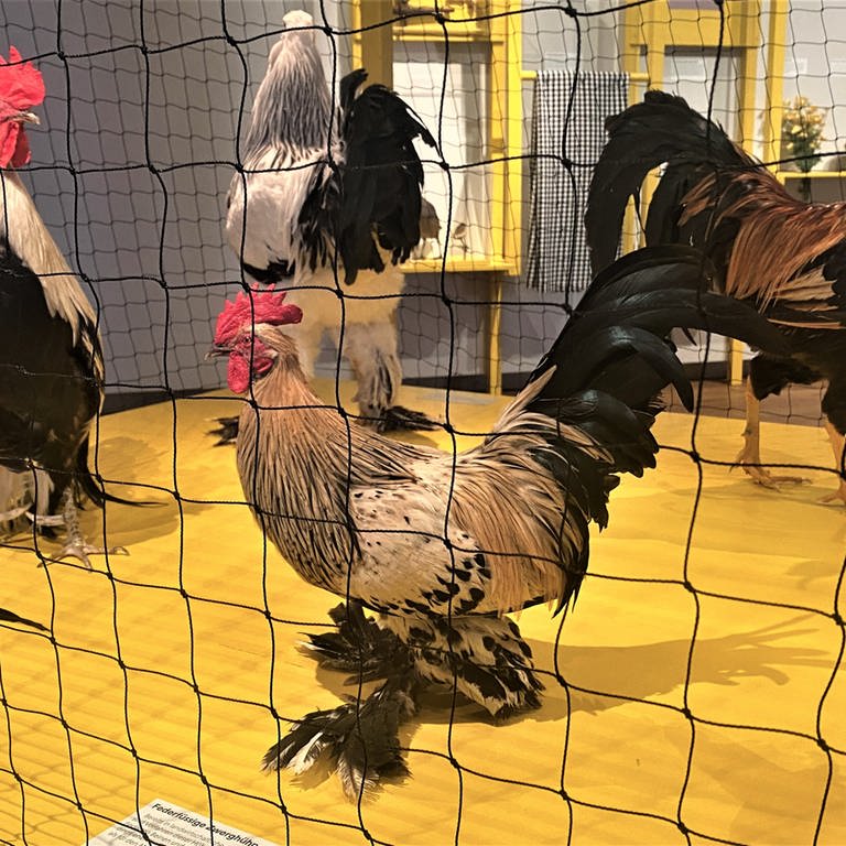 Hühner - Ausstellung Naturmuseum Thurgau