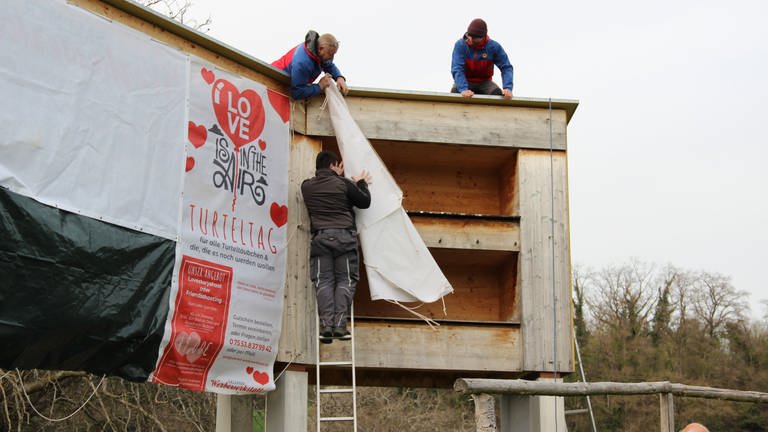 Männer stehen auf Leitern und hängen eine große Holzkonstruktion mit Plastikplanen ab, in der die Waldrappe bislang gebrütet haben
