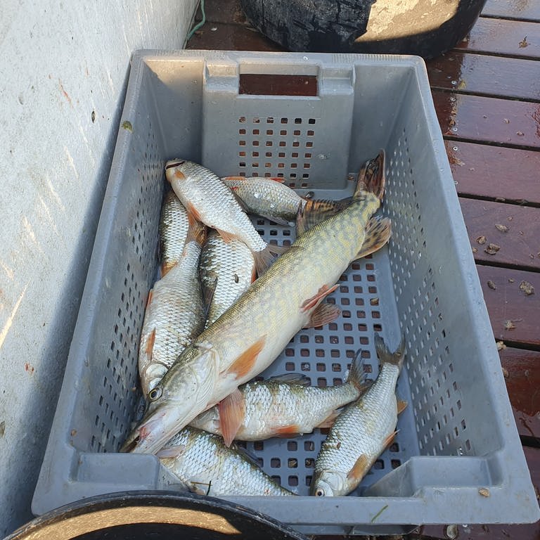 Fischer fischt Rotaugen am Bodensee