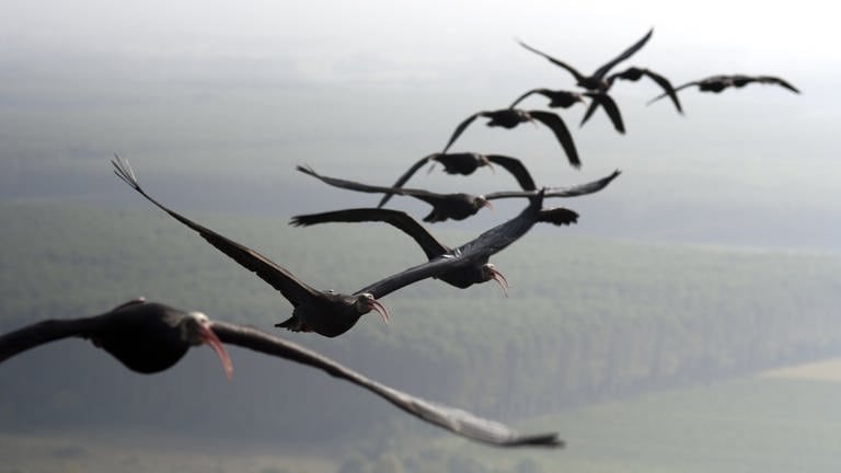 Waldrappe, eine bedrohte Vogelart. (Foto: Pressestelle, Waldrappteam Conservation & Research)