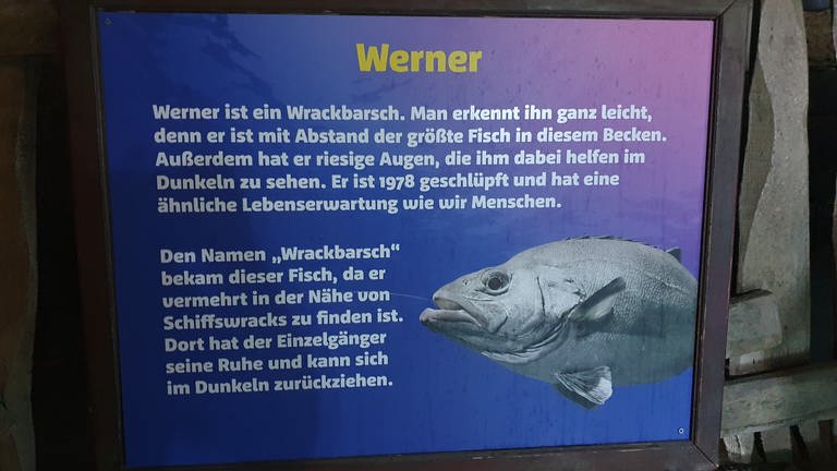 Ein Erklärschild zu Werner - einem Konstanzer Fisch, der schon seit 1999 im SEA LIFE lebt.  (Foto: SWR)