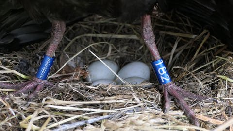 Vier Waldrapp-Eier liegen in einem Nest. (Foto: Pressestelle, Anne-Gabriela Schmalstieg, Waldrapp-Team)