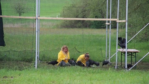 Zwei Frauen sitzen umringt von schwarzen Waldrapp-Jungvögeln im Gras der großen Voliere in Binningen. (Foto: SWR, Martin Hattenberger)