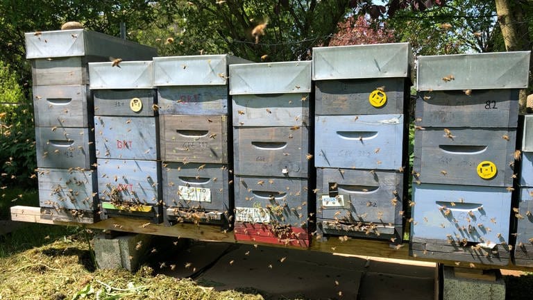 Bienen fliegen vor einer Reihe von Bienenkästen (Foto: SWR, Moritz Kluthe)