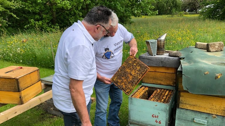 Josef Birk und Gerhard Kottek schauen aus Bienenwabe, die aus einem Bienenstock gezogen wurde (Foto: SWR, Moritz Kluthe)