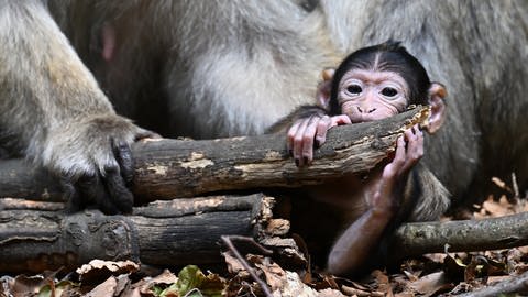 Die ersten Affenbabys am Affenberg Salem sind geboren worden (Foto: dpa Bildfunk, Felix Kästle)