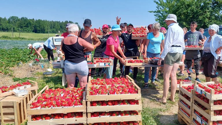Frauen und Männer stehen vor Kisten mit ihren gepflückten Erdbeeren. Erdbeerernte am Bodensee: Bis die Erdbeeren in Kisten abgegegen werden, ist es für die Erntehelferinnen und Erntehelfer harte Arbeit. (Foto: SWR, Anne-Katrin Kienzle)