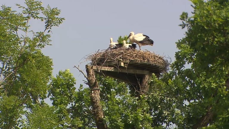 Drei Störche in einem Nest in Isny im Allgäu. 