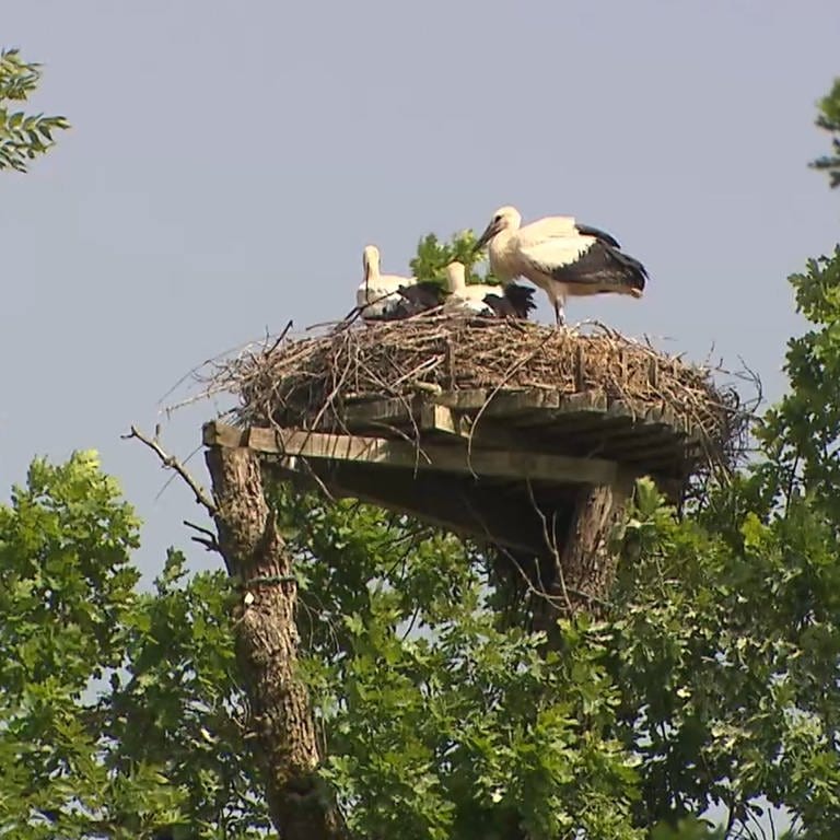 Drei Störche in einem Nest in Isny im Allgäu. 